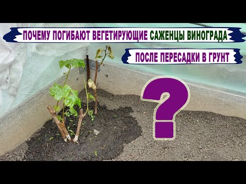 Видео: 🍇 Когда пересаживать в грунт ВЕГЕТИРУЮЩИЕ САЖЕНЦЫ ВИНОГРАДА? После ЭТОЙ ОШИБКИ не растут и погибают!