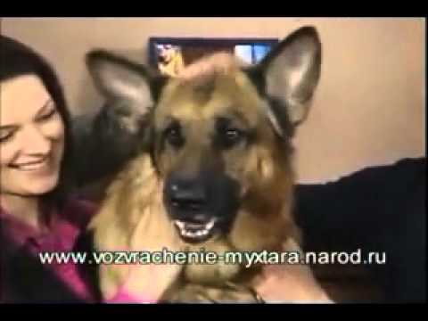 Видео: Улетная милиция(Возвращение Мухтара).