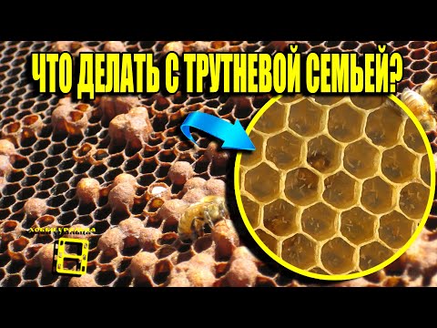 Видео: КАК ИСПРАВИТЬ ТРУТНЕВУЮ СЕМЬЮ? ОПАСНОСТЬ ПЧЕЛ ТРУТОВОК. ДЛЯ НАЧИНАЮЩИХ ПЧЕЛОВОДОВ 20-21