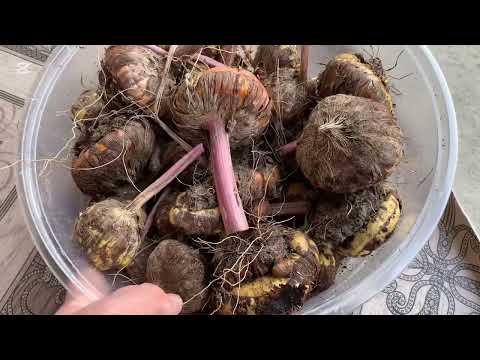 Видео: ГЛАДИОЛУС ГУЛИНИНГ ПИЕЗИНИ КАВЛАБ ОЛИБ КУЙДИК 🍁🍂🌱🌿🪴😊🌺