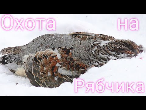 Видео: САМАЯ СЛОЖНАЯ ОХОТА НА РЯБЧИКА КОГДА ВЕТЕР. КАК ЭТО БЫЛО ДВА ГОДА НАЗАД В ФЕВРАЛЕ. ПЕРЕЗАЛИВ ВИДЕО.