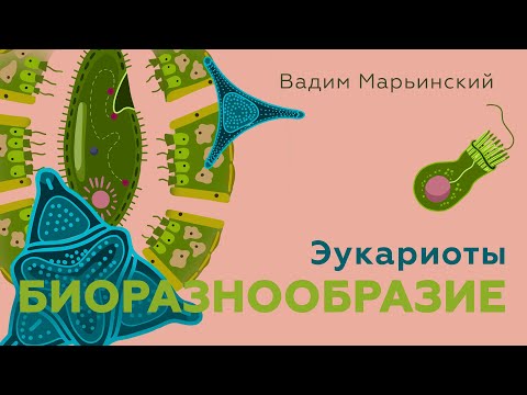 Видео: Наши собратья по ядру. Эукариоты. Естествознание 8.3