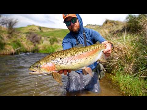 Видео: В крошечной речке Новой Зеландии водится гигантская форель!