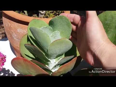 Видео: Мои Каланхоэ-Kalanchoe.🌿часть#1.