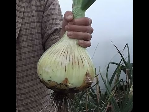 Видео: Лук Эксибишен Beijo Голландия-вне конкуренции