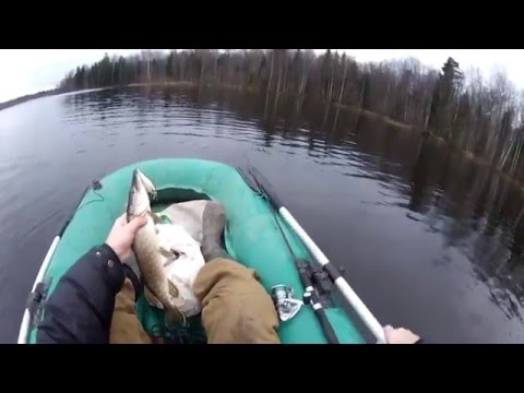 Видео: Ловля щуки на спиннинг в конце декабря (видео-отчет) рыбалка декабрь 2015 Ловля щуки в декабре