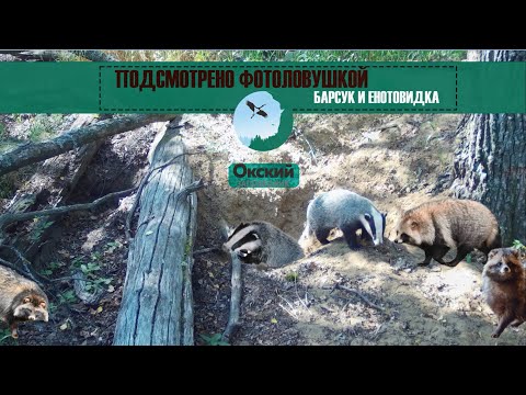 Видео: Подсмотрено фотоловушкой: барсук и енотовидная собака