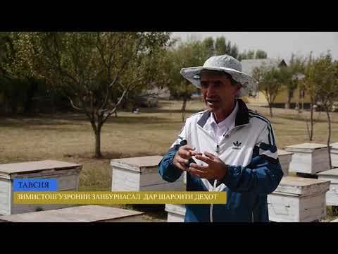 Видео: ТАВСИЯ  ЗИМИСТОНУГУЗАРОНИИ  ЗАПНБУРИАСАЛ