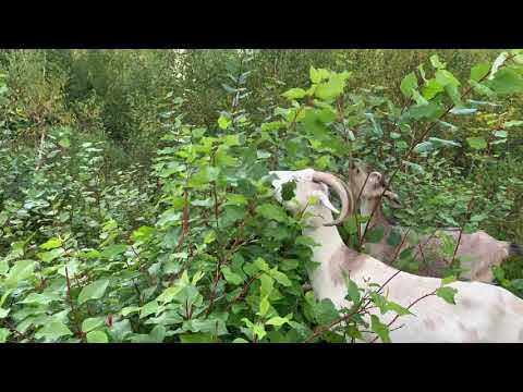 Видео: Козы и мои ответы//Проверяют коз на бруцеллёз//Малосолая горбуша.просто песня//