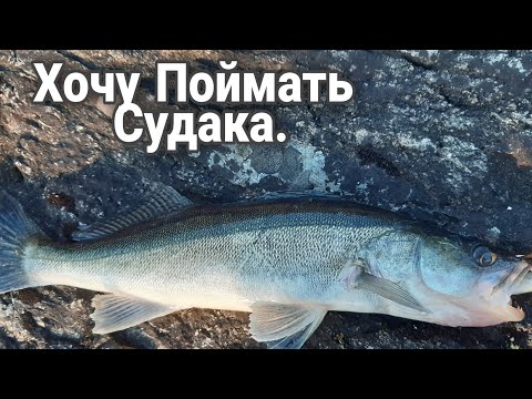 Видео: Судак на джиг. Окунь на тейл спиннер. Щука на тейл спиннер,  которая...