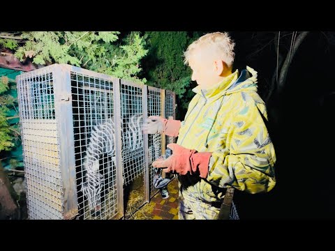 Видео: РЕШЕНИЕ ЕСТЬ,но как его выполнить?Олег Зубков будет сам пилить у зебры ЛЫЖИ-НАРОСТЫ! ОГРОМНЫЙ РИСК!