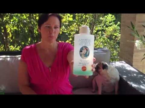 Видео: Мой мопс. советы по уходу за мопсами