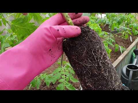 Видео: Сажаю томаты в ведро Как нарастить мощную корневую у рассады томатов Важные моменты в выращивании