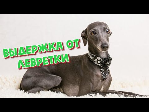 Видео: 087. ЛЕВРЕТКА. НАСКОЛЬКО СЛОЖНО ДРЕССИРОВАТЬ.