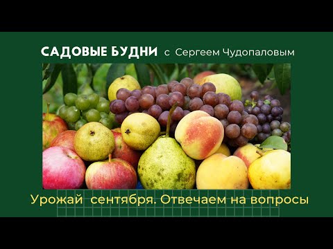 Видео: Садовые будни с Сергеем Чудопаловым. Урожай сентября. Ответы на ваши вопросы