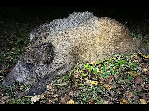 Видео: Охота на кабана с вышки, октябрь 2025 год.