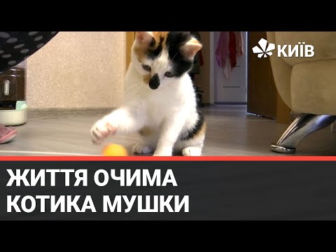 Видео: Топ 5 порад, як виховати слухняного та щасливого кота