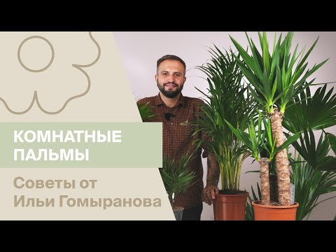 Видео: Комнатные пальмы | Советы от Ильи Гомыранова