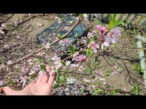 Видео: Цветение персика в Сибири 2025