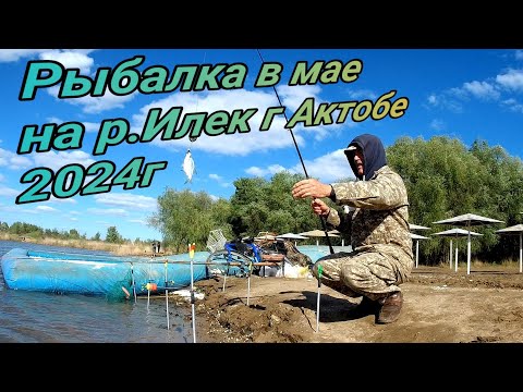 Видео: За два дня до запрета. Карась на снасть макушатник и крышка  Рыбалка в мае на р Илек г Актобе 2024г