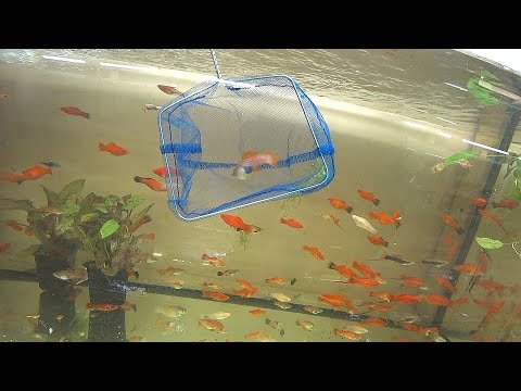 Видео: Нерестовики трещат от малька живородки