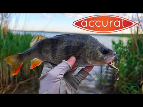 Видео: ЗНАЙШОВ ОКУНЯ В ОЧЕРЕТІ!!! ЛОВЛЯ НА ТЕЙЛ СПІНЕРИ