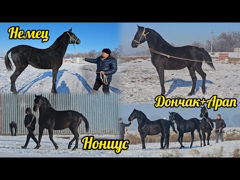 Видео: Сыны келишкен тай кунандар чыкты 👆