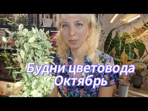 Видео: Будни цветовода. Октябрь.
