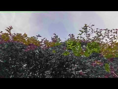 Видео: Fujifilm instax Pal: Как оно снимает? (BONUS-video № 3)