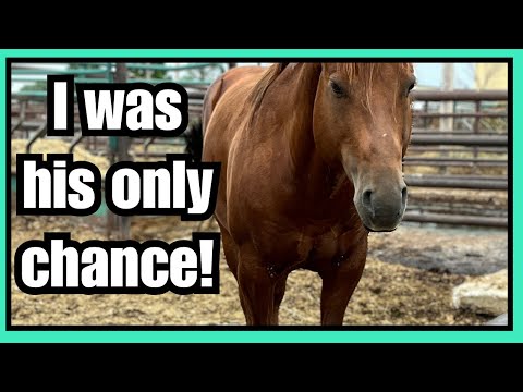 Видео: ПРЕОБРАЖЕНИЕ Аукционного коня~ Я не мог оставить этого ЖЕРЕБЦА позади! ❤️ История Стадмана ❤️