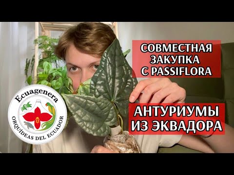 Видео: АНТУРИУМЫ от ECUAGENERA (Эквадор) | Опыт ЗАКУПКИ через PASSIFLORA