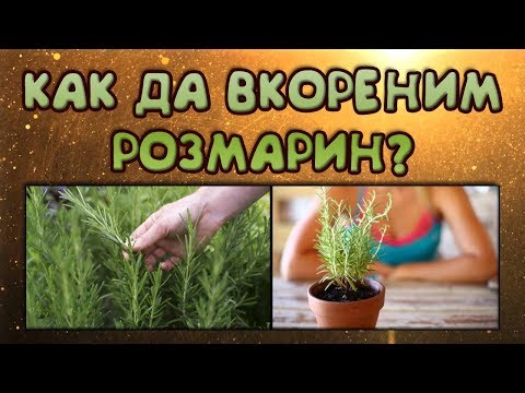 Видео: Как да вкореним розмарин? Два успешни метода.