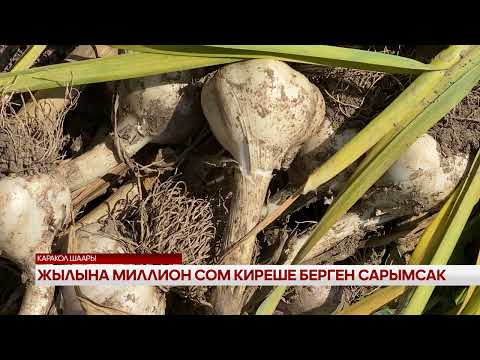 Видео: Жылына миллион сом киреше берген сарымсак