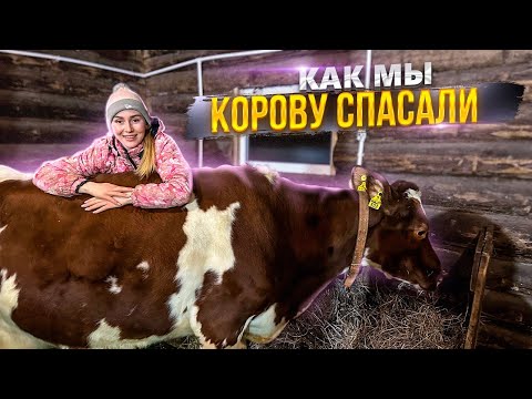 Видео: Лечим Бусю. Как самочувствие у нашей кормилицы?! | Молодая Ферма