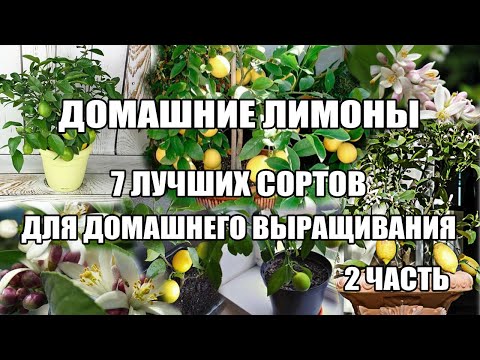 Видео: Топ Домашний лимон.7 лучших сортов лимонов в домашних условиях Часть 2.