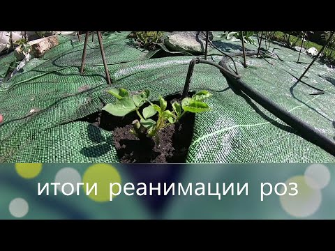 Видео: Мой сад в мае. Итоги реанимации роз