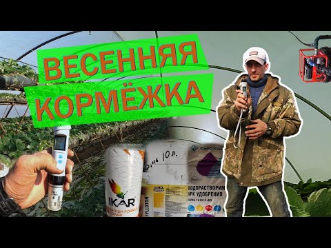 Видео: ЧЕМ КОРМИТЬ ВЕСНОЙ КЛУБНИКУ