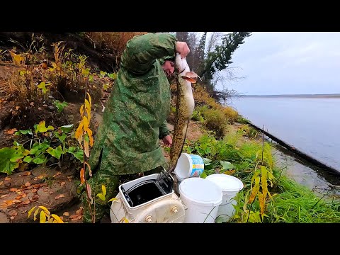 Видео: ОСЕННИЙ СЕЗОН 2023 \ РЫБАЛКА - ОХОТА - ИЗБА \ Часть 6 \ ОТЕЦ И СЫН \ КАК ЖЕ ХОРОШО В ТАЁЖНОЙ ИЗБУШКЕ