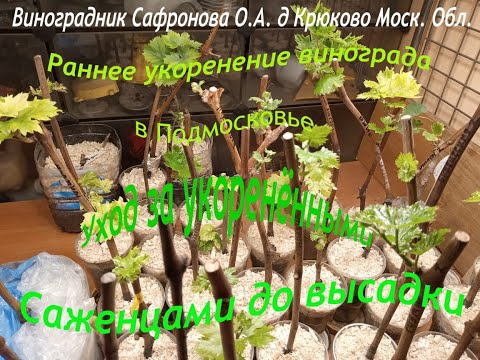 Видео: Раннее укоренение , уход за саженцами винограда в Подмосковье
