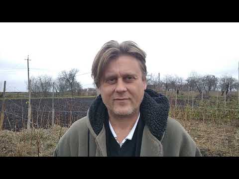 Видео: Ультраранние сорта малины: Мария, Пшехиба и Феномен. Что выбрать?