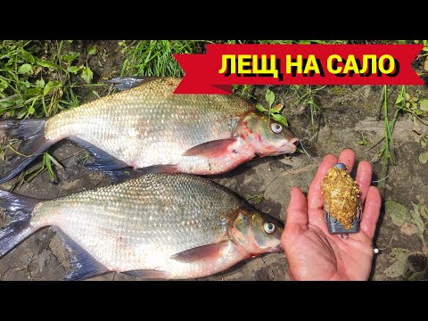 Видео: КРУПНАЯ РЫБА КЛЮЁТ, КОГДА НЕ ЖДЁШЬ. ЛЕЩИ на САЛО и ДАЖЕ ЩУКА. Рыбалка на донки на ОКЕ.