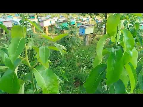 Видео: На пасіці
