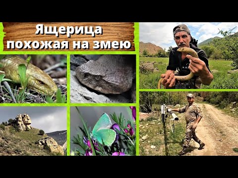 Видео: Ящерица, похожая на змею. Желтопузик.