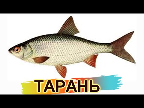 Видео: какого  размера  тарань можно брать ? можно ли ловить в канале ? нормы вылова / штрафы
