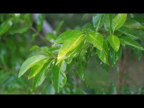 Видео: Таинственная медитативная музыка, приносящая удачу 🎵 Исцеляющая медитация, которая лечит все болезни