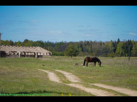 Видео: Родина папы Людмилы Гурченко. Дунаевщина. Смоленская область.