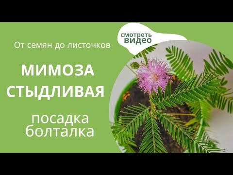 Видео: Как Вырастить Мимозу Стыдливую. Очень просто! 💯💥 мой опыт  #мимозастыдливая #мимоза