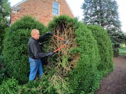 Видео: Обрезка самшита летом, как обрезать большой самшит летом и зимой
