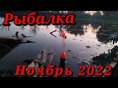 Видео: Рыбалка на поплавок в ноябре.Дикая рыбалка на удочку!