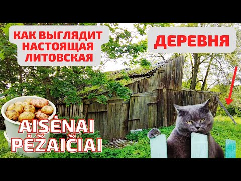 Видео: Литовская ДЕРЕВНЯ. Pėžaičiai. Bulvių šventė. Сам ПРИНЦ тут!